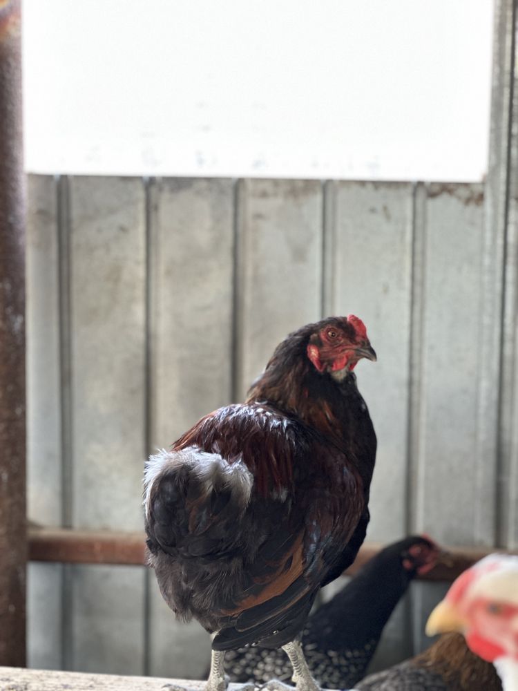 Cocosii Australorp, wyandotte, araucana