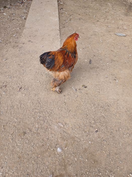 Vând cocoși wyadotte și brahma