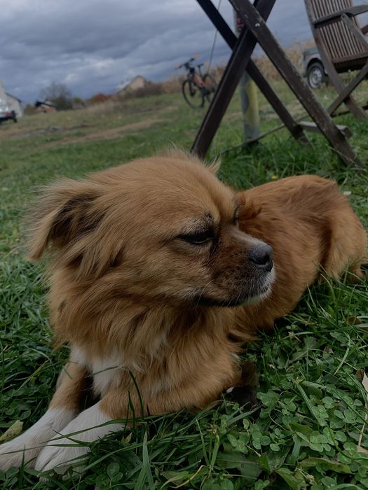 Donez catel pierdut sau abandonat.