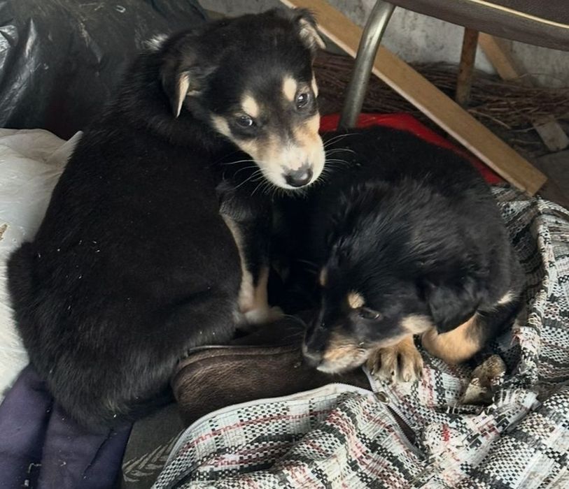 Щенята ищут дом