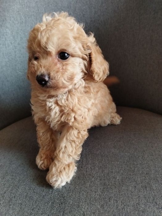 Toy/Mini poodle Той/Мини пудел
