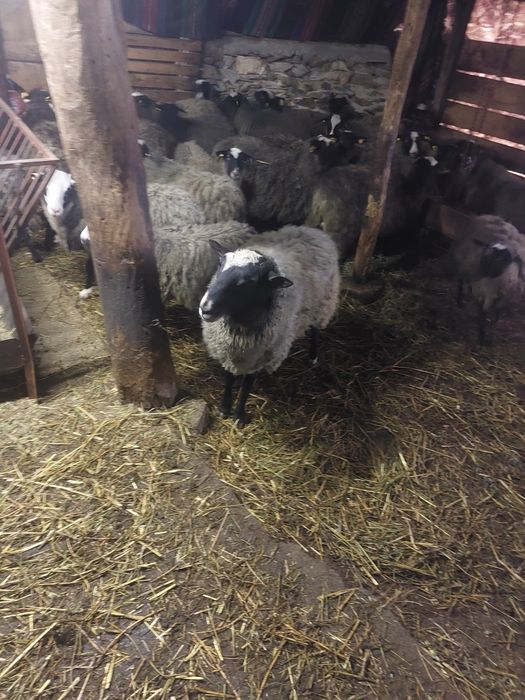 Романовски овце,агнета ,кочове за разплод.