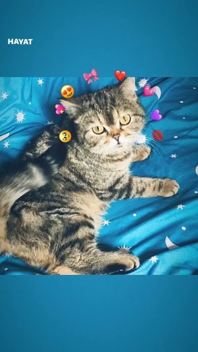 Biritanskiy Mushuk sotiladi