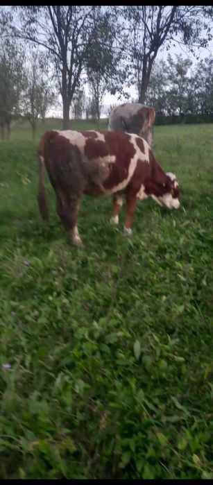 Vând vițea bălțată