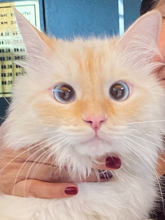 Пристраивается котик рэд-поинт!