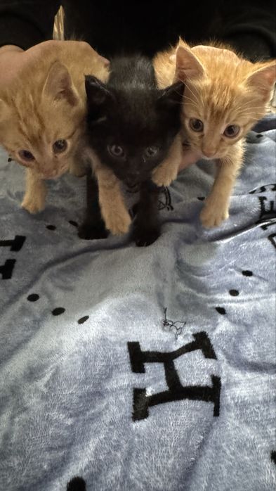 Tozo qon sarzi tel qlinglar tekin