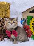 Шикарные котята  от правильной вязки