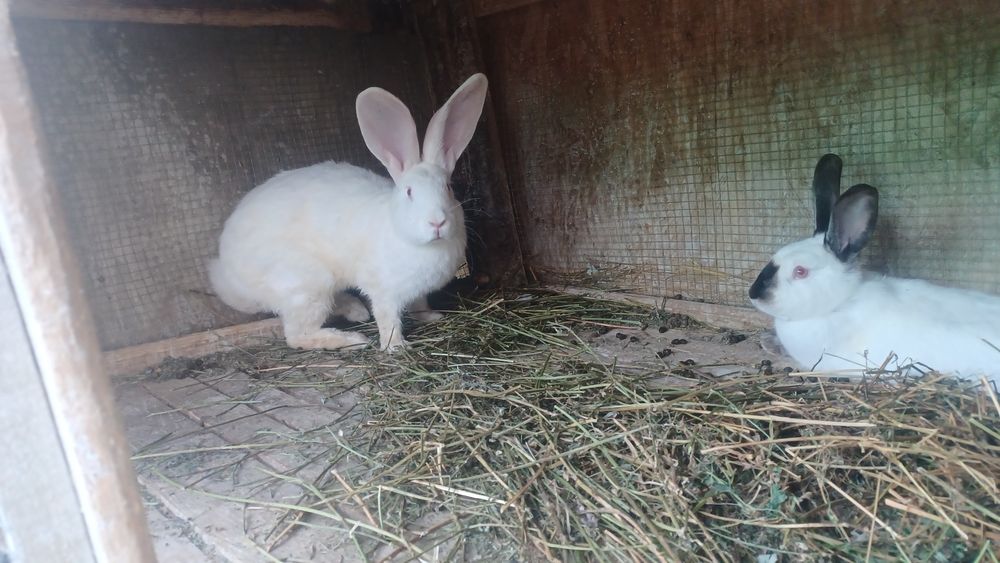 Vand iepuri,detin mai multe rase!