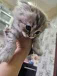 Scottish Fold toza qon
