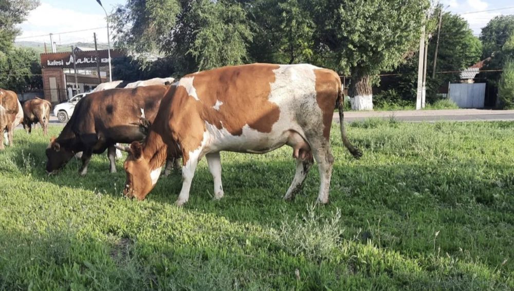 Продам коров срочно