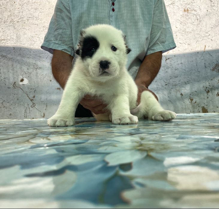 Щенок Алабая ( туркменский ) чистокровный