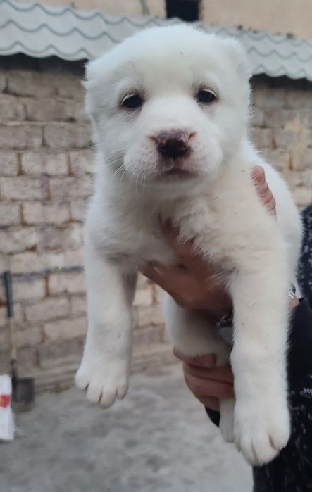 Щенки алабай готовятся к продаже