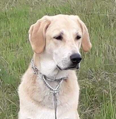 Кучето Грейси търси постоянен дом и стопани / Gracie looking for home