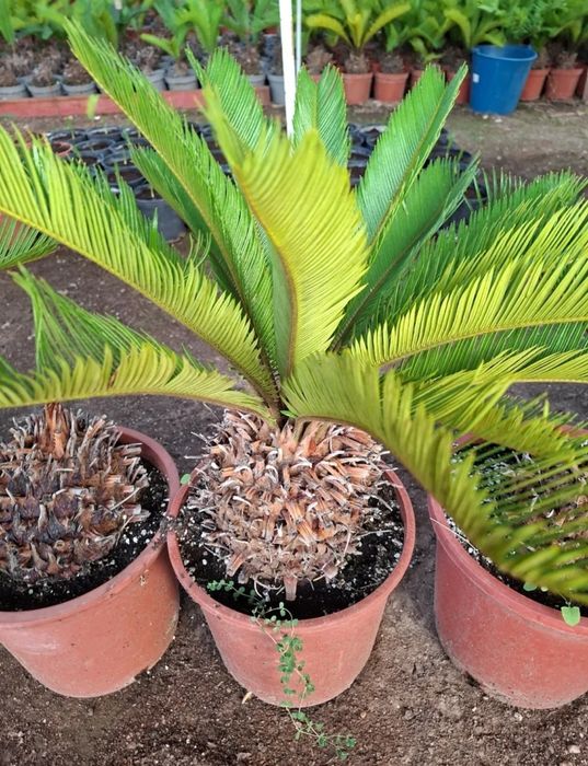 Vând palmieri din Spania Cycas Revolut