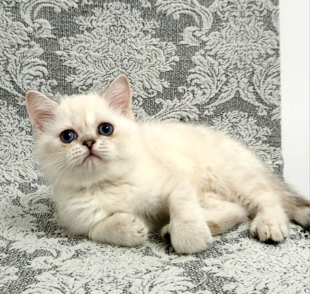 ласковый котёнок