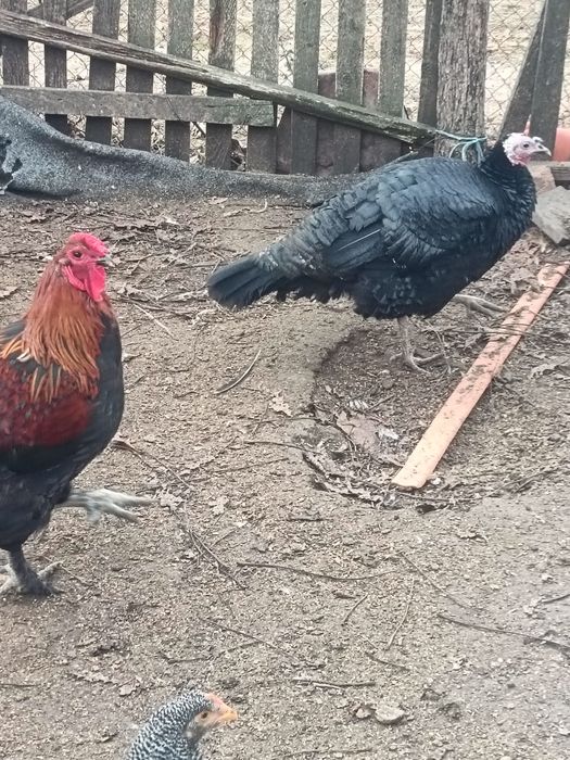 Vând cocoși și curci