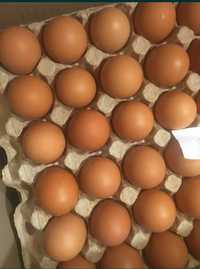 Инкубацинное яйцо Ломан Браун