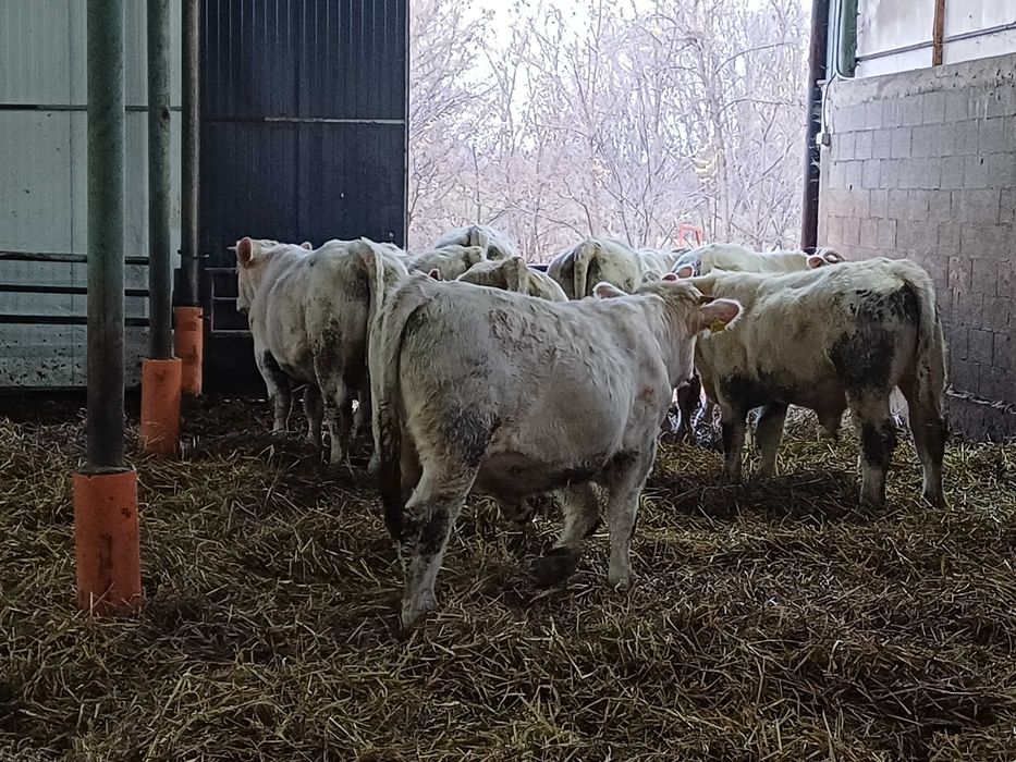 Taurasi Charolaise Reproductie