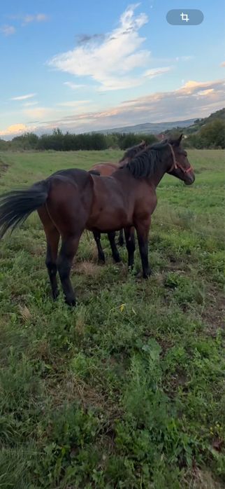 Vand manz semigreu 1 an jumate