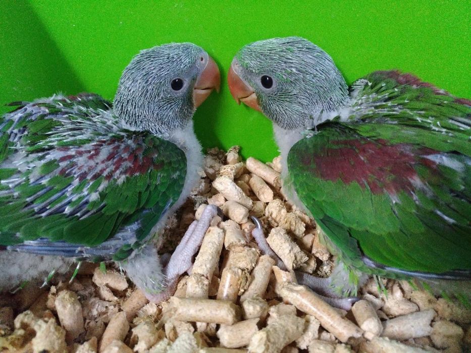 Продам Александрийских попугае выкормыши