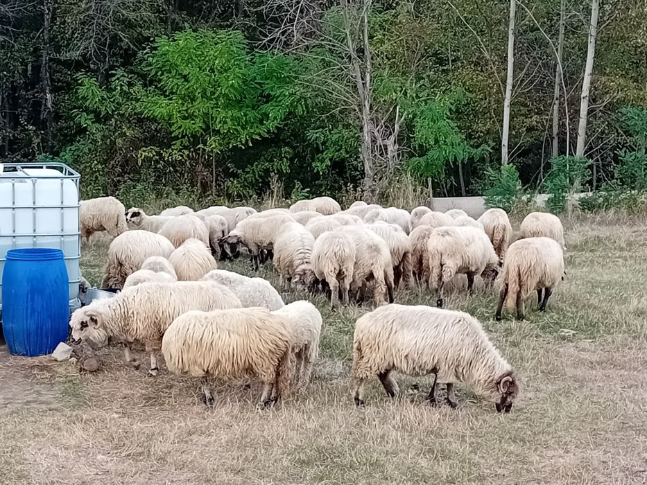 Oi țurcanu de vanzare