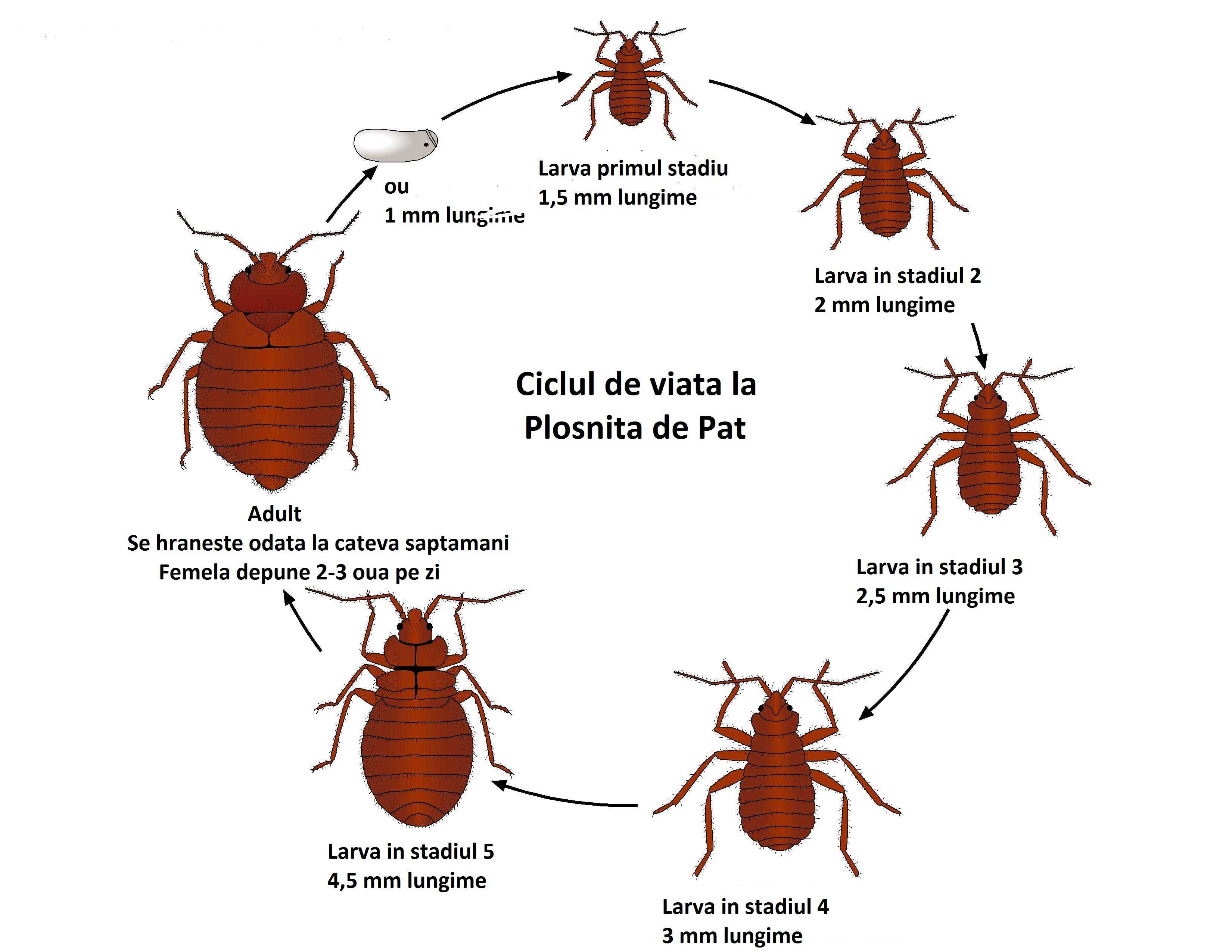 Bio-Insecticid Ecologic, NonToxic, Plosnita Pat, Gandac, Hotel, Camin
