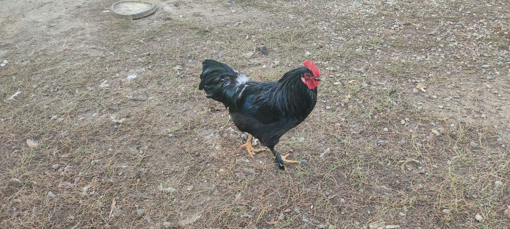 петухи домашние/брама