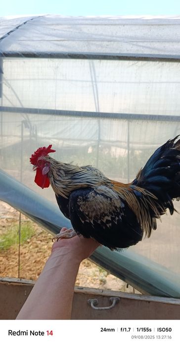 Samurayski shabo horazlari sotiladi