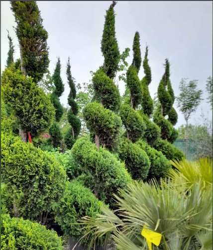 Gazon Rulou Sisteme de irigatii Tuia