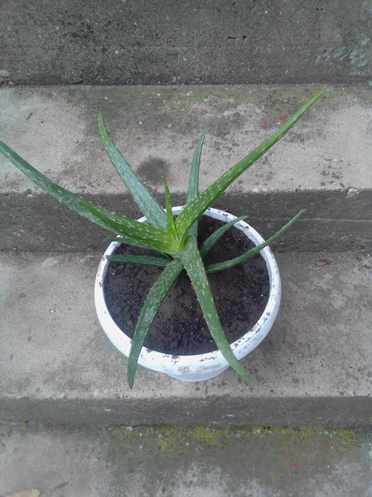 Алое Вера лечебно