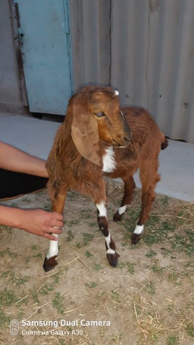 Козел с породы в Сарыагаше