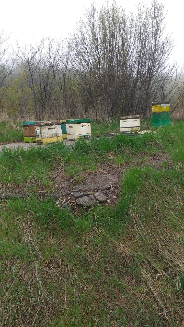 Продам пчелосемьи пасеку, стоимость договорная
