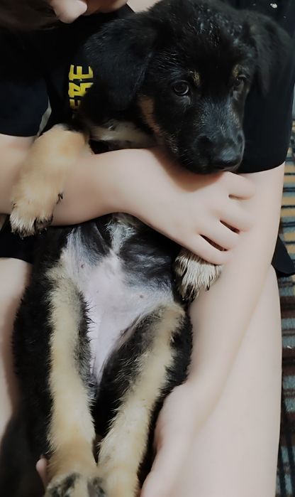 Щенки восточно европейской овчарки