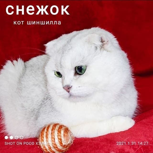 Вязка кот Шиншилла серебристый фолд