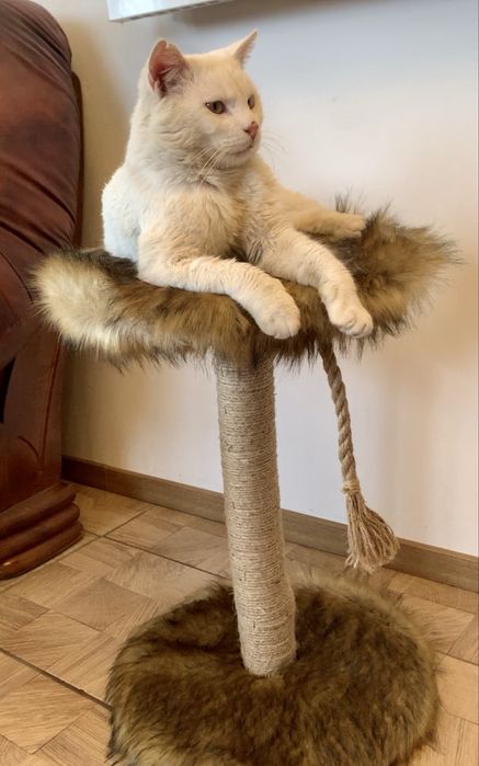 Ansamblu de joaca si odihna pentru pisici