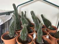 Vand cactusi mici si mari 70/30 lei