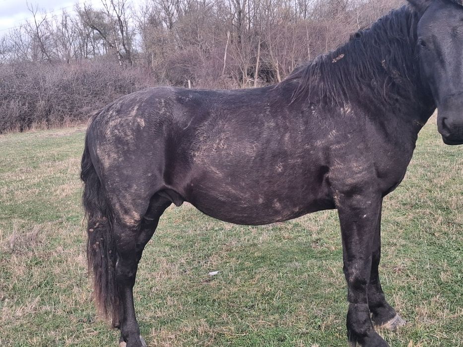 Cal de vânzare varsta 3 ani