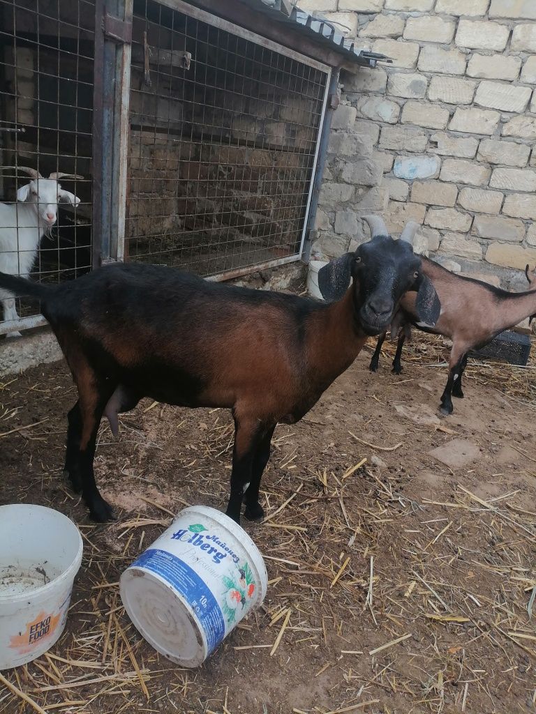 Сүтті ешкі сатылады