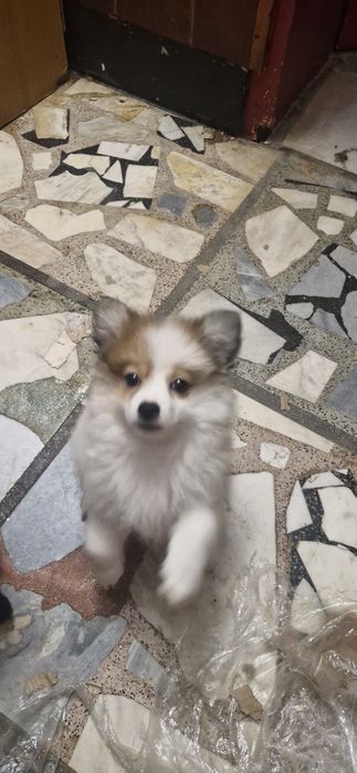 Мини шпиц/померан женски