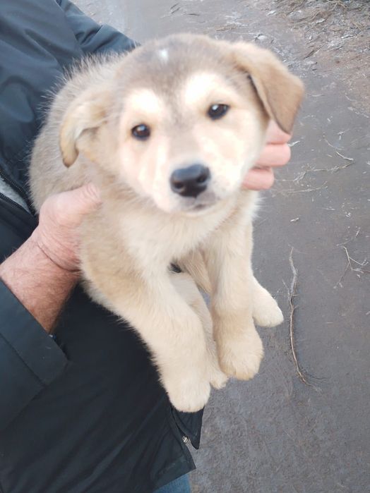 Пристраиваются щенки ,четыре мальчика ,две девочки.