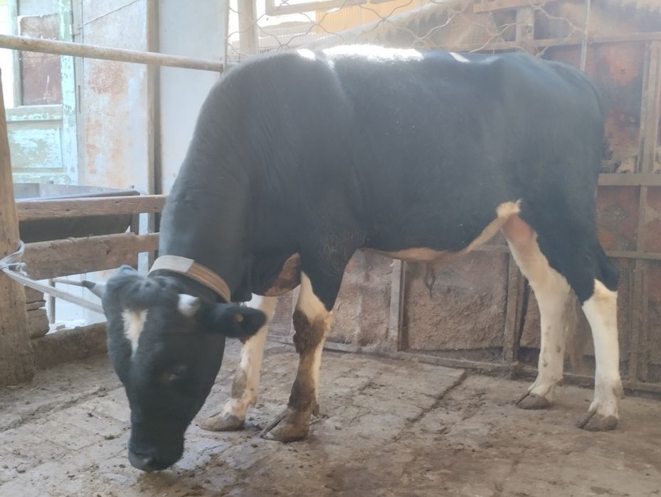 Бука сотилади 19 милйон келишайкон жойи бор