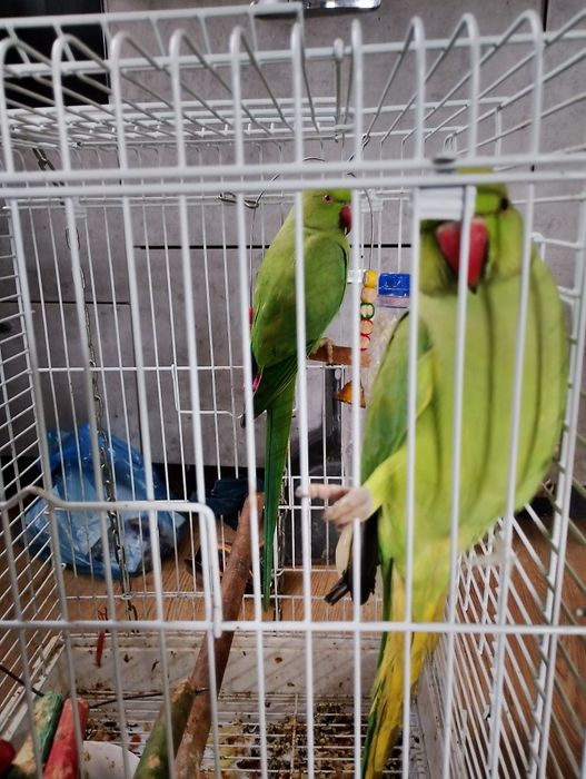Продам 2 ожереловых (индийские)попугаев
