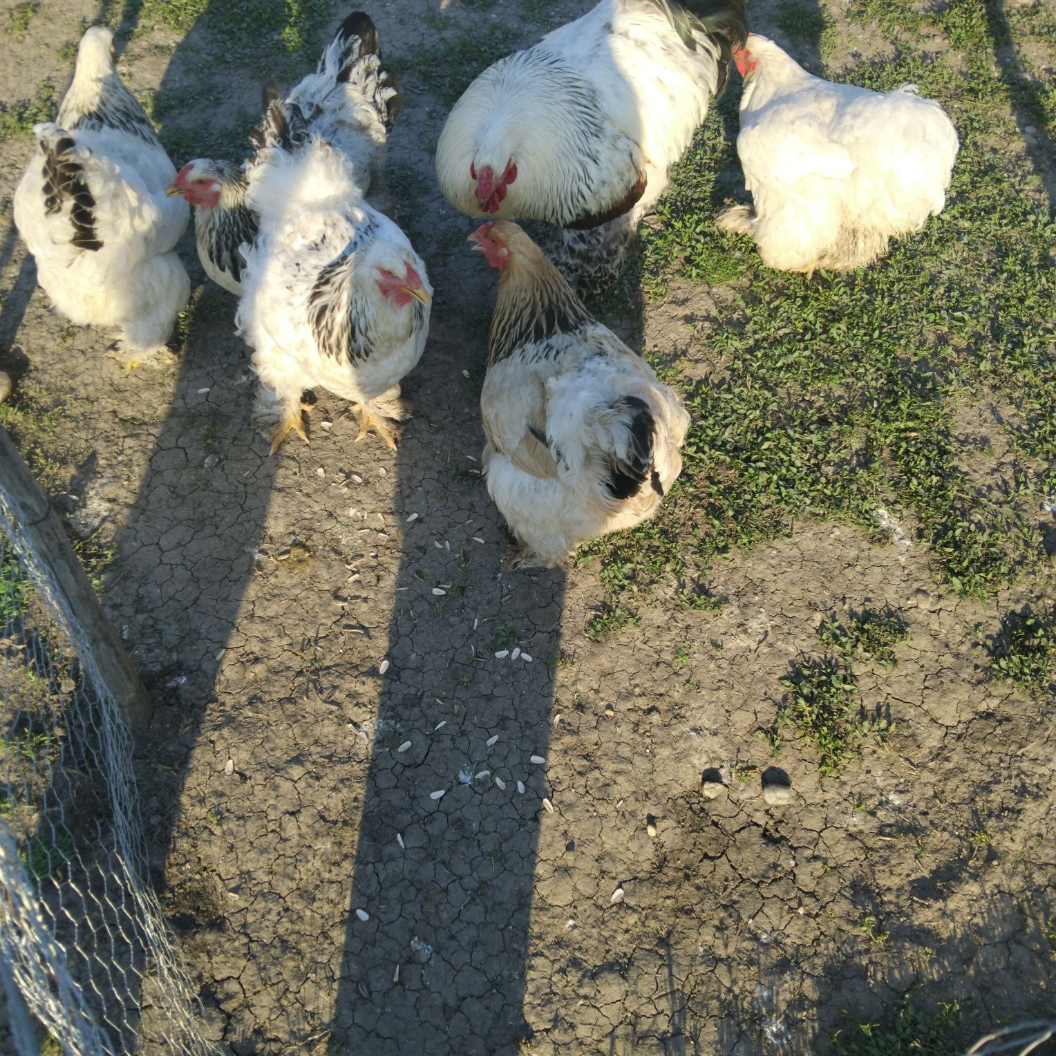 Brahma si cochinchina urias