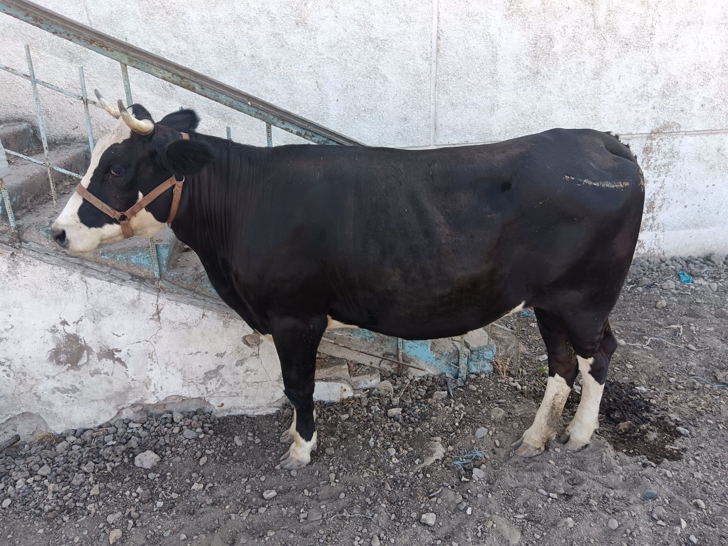 Bogoz brinchisi ga   5  oylik