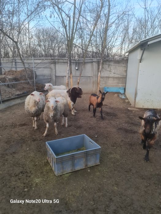 Vand tap boer. Rasa pura . Rog seriozitate