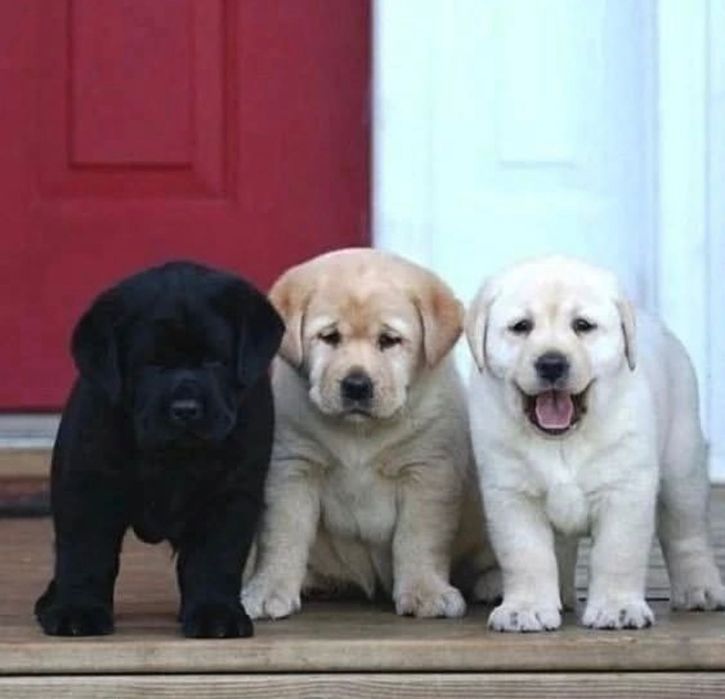 Самые красивые Лабрадорчики-Ретриверы