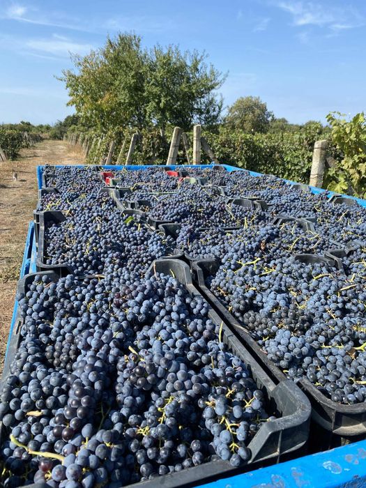 Struguri Merlot de vânzare – Panciu