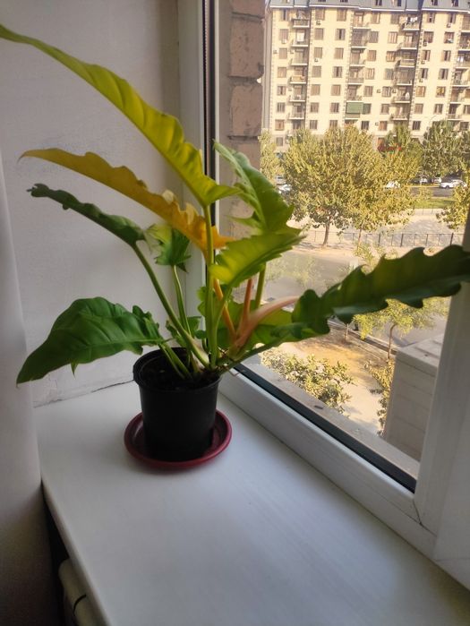 Филодендрон золотой крокодил