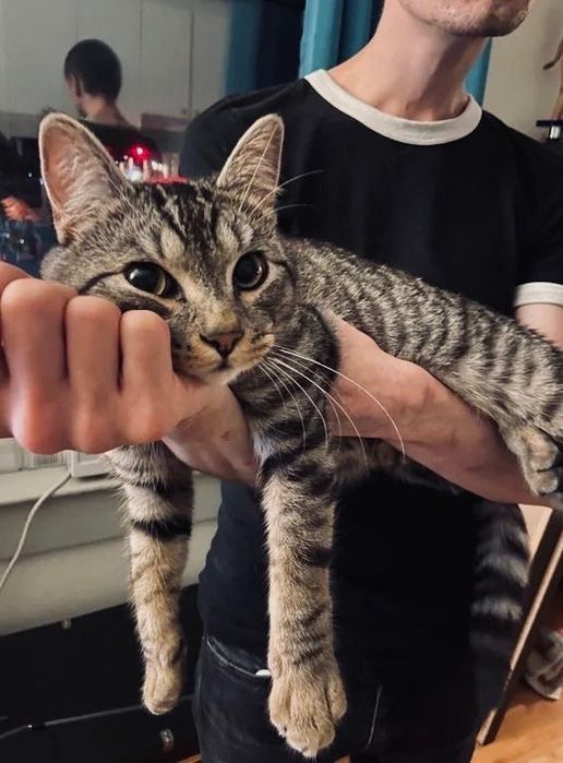 Подаряваме женско коте