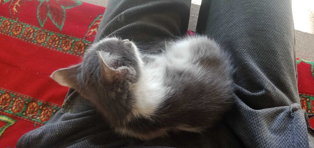 Отдам котенка бесплатно